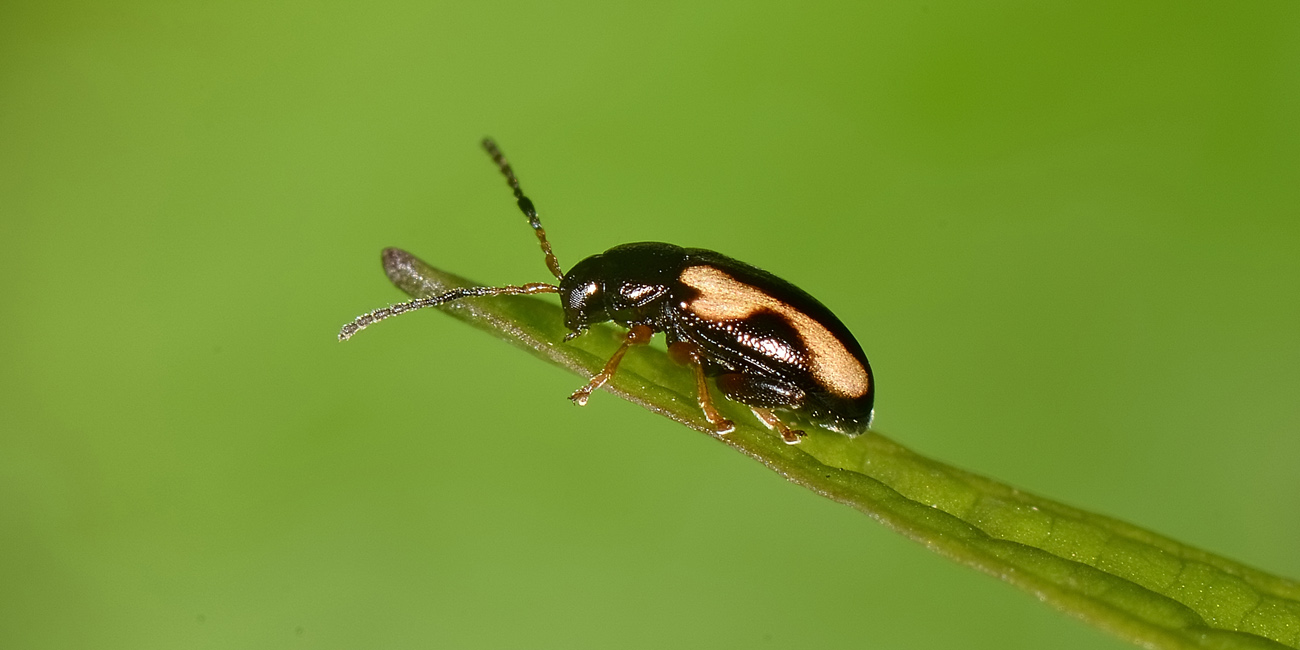 Phyllotreta ochripes, maschio, Chrysomelidae